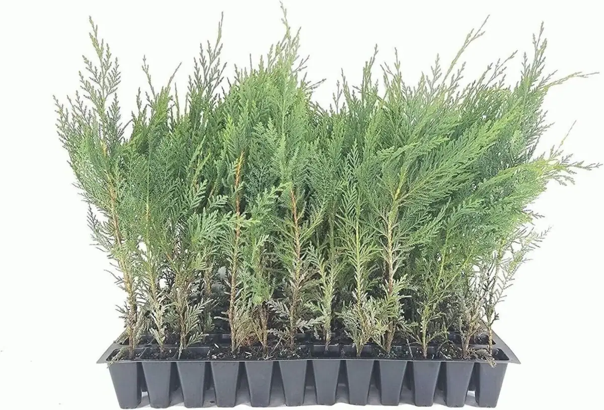 20 Murray Cypress Tree Seedlings - Fast Growing Evergreen Privacy Plant - Outdoor - Image 1