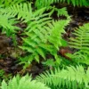 20 New York Fern Bare Roots - Thelypteris noveboracensis, Perennial, Outdoor - Image 1