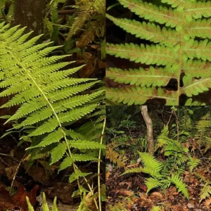 20 New York Fern Bare Roots - Thelypteris noveboracensis, Perennial, Outdoor - Image 2