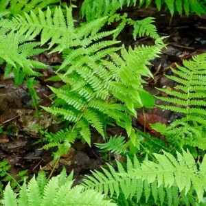 20 New York Fern Bare Roots - Thelypteris noveboracensis, Perennial, Outdoor - Image 1