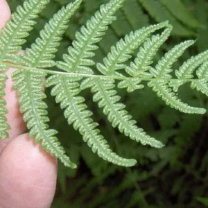 20 New York Fern Bare Roots - Thelypteris noveboracensis, Perennial, Outdoor - Image 4