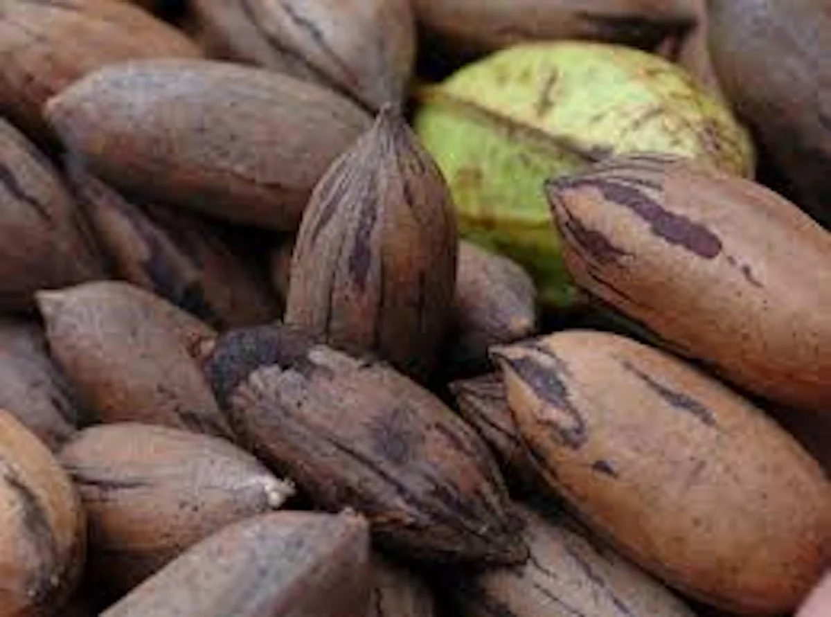 20 Northern Hardy Pecan Tree Seeds - Carya illinoinensis - Grow Your Own Nuts - Image 2