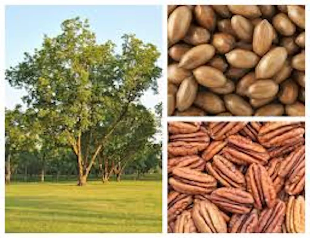 20 Northern Hardy Pecan Tree Seeds - Carya illinoinensis - Grow Your Own Nuts - Image 3