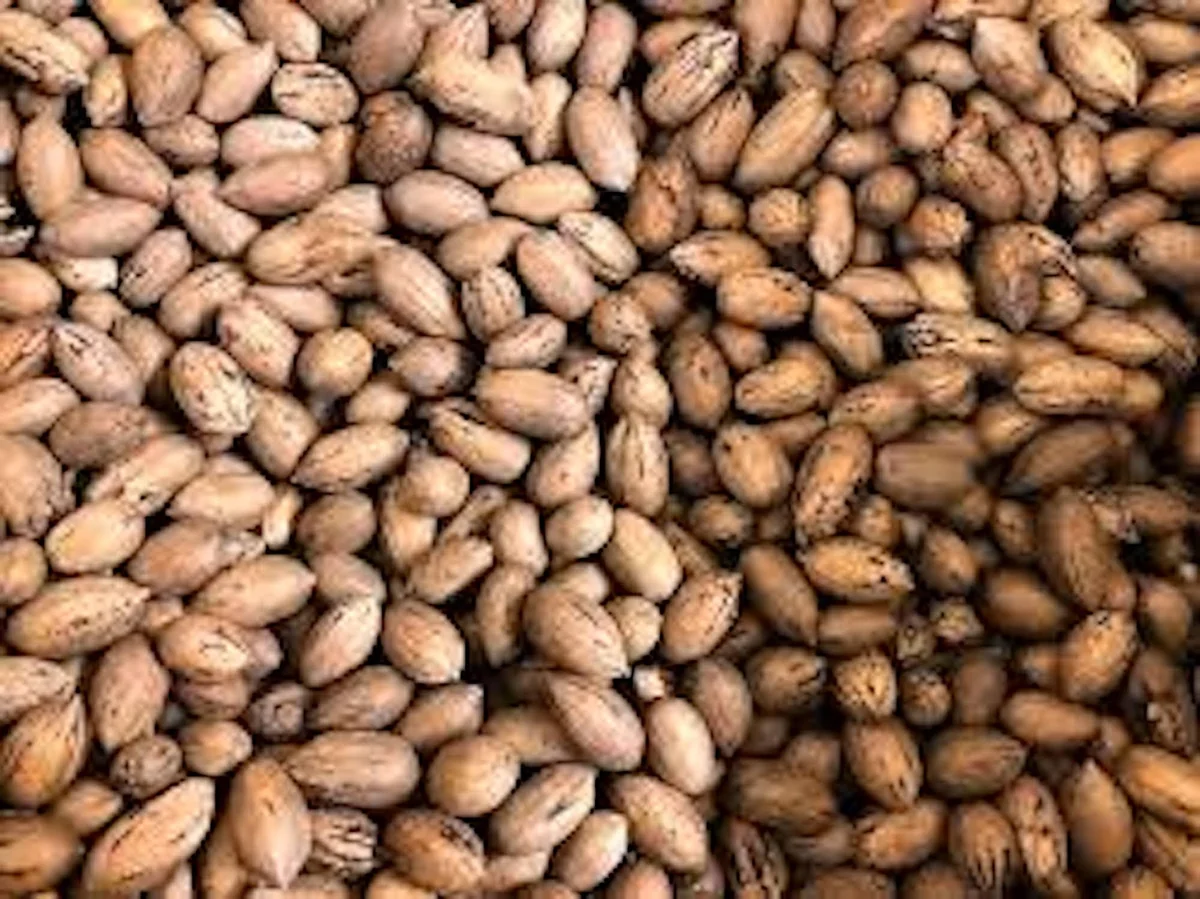 20 Northern Hardy Pecan Tree Seeds - Carya illinoinensis - Grow Your Own Nuts - Image 4