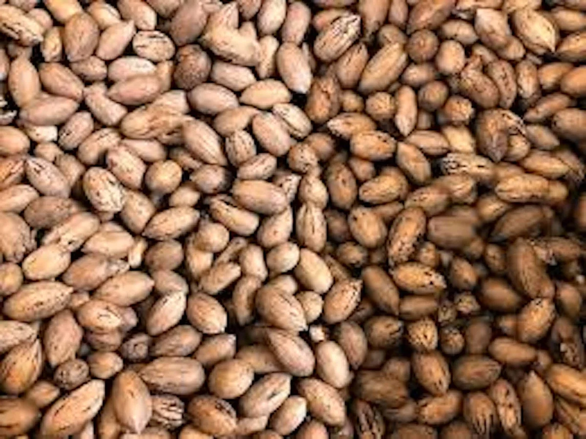 20 Northern Hardy Pecan Tree Seeds - Carya illinoinensis - Grow Your Own Nuts - Image 6