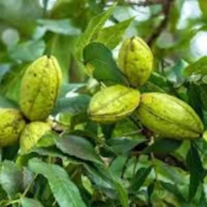20 Northern Hardy Pecan Tree Seeds - Carya illinoinensis - Grow Your Own Nuts - Image 7