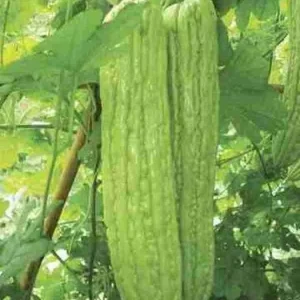 20 Organic Green Skin Long Bitter Gourd Seeds - Khổ Qua Mỡ - Vegetable Seeds for Outdoor Gardening - Image 1
