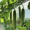 20 Organic Luffa Gourd Seeds - Loofah Sponge - Non-GMO Vegetable Seeds for Outdoor - Image 1