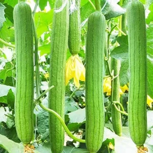20 Organic Luffa Gourd Seeds - Loofah Sponge - Non-GMO Vegetable Seeds for Outdoor - Image 2