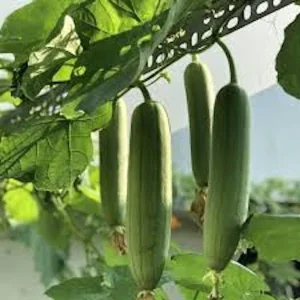 20 Organic Luffa Gourd Seeds - Loofah Sponge - Non-GMO Vegetable Seeds for Outdoor - Image 1