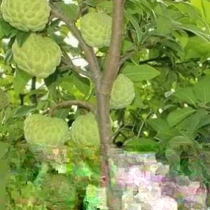 20 Organic Sugar Apple Seeds - Annona Squamosa Tropical Fruit Plant Seeds for Outdoor - Image 3