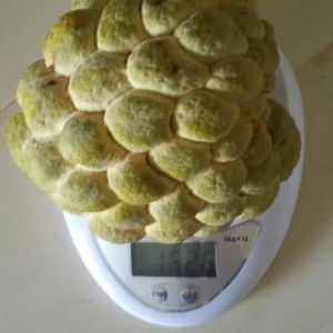 20 Organic Sugar Apple Seeds - Annona Squamosa Tropical Fruit Plant, Edible - Image 3