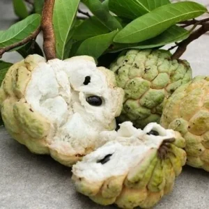 20 Organic Sugar Apple Seeds - Annona Squamosa Tropical Fruit Plant, Edible - Image 4