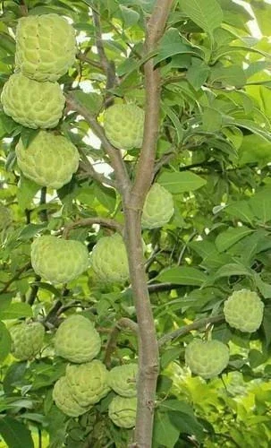 20 Organic Sugar Apple Seeds - Annona Squamosa Tropical Fruit Plant Seeds - Image 5