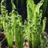 20 Ostrich-Glade Fern Rhizomes - Deciduous Perennial Fern for Shade Garden - Image 1