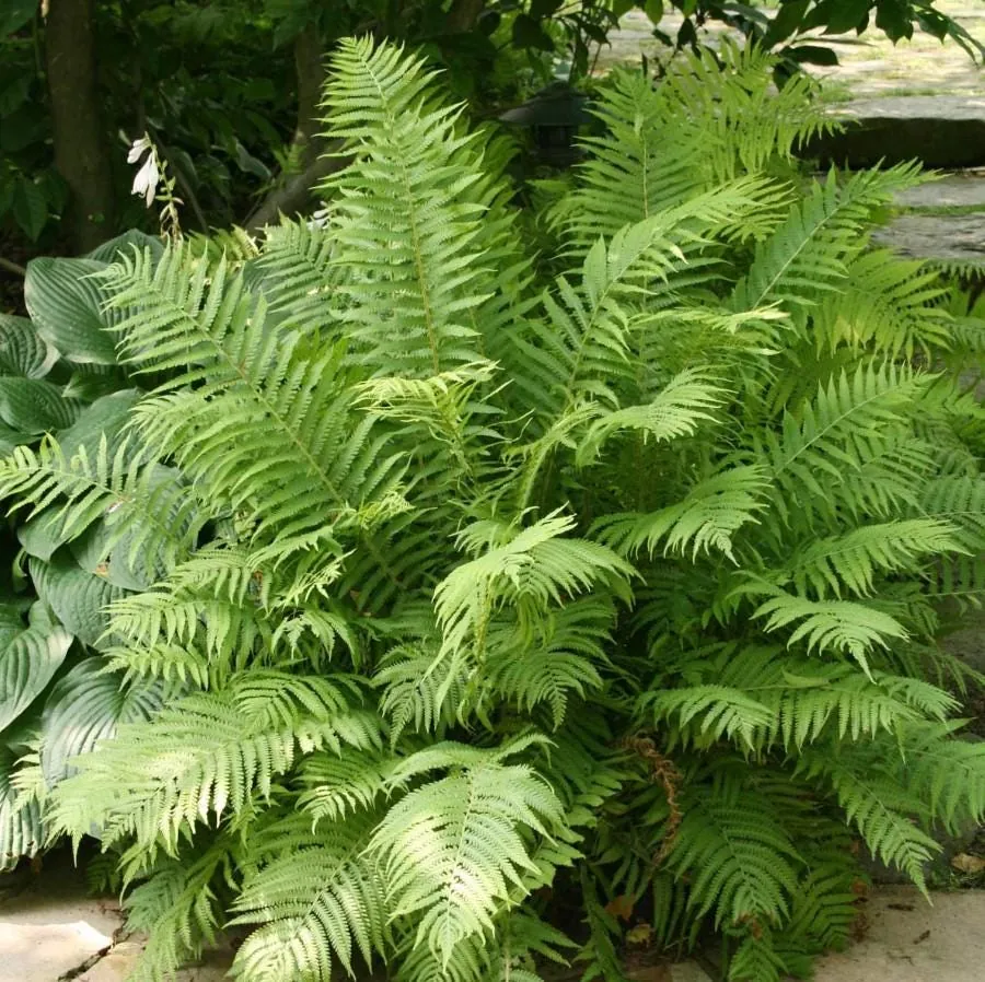 20 Ostrich-Glade Fern Rhizomes - Deciduous Perennial Fern for Shade Garden - Image 2