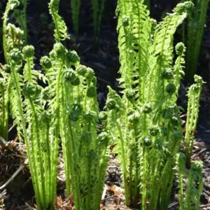 20 Ostrich-Glade Fern Rhizomes - Deciduous Perennial Fern for Shade Garden - Image 1