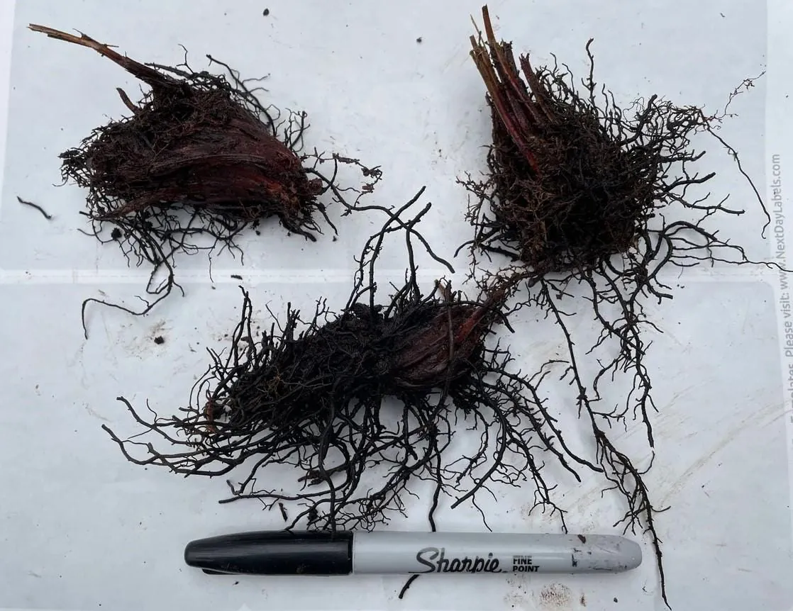 20 Ostrich-Glade Fern Rhizomes - Deciduous Perennial Fern for Shade Garden - Image 5