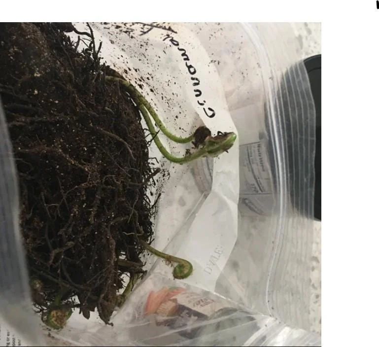 20 Ostrich-Glade Fern Rhizomes - Deciduous Perennial Fern for Shade Garden - Image 6