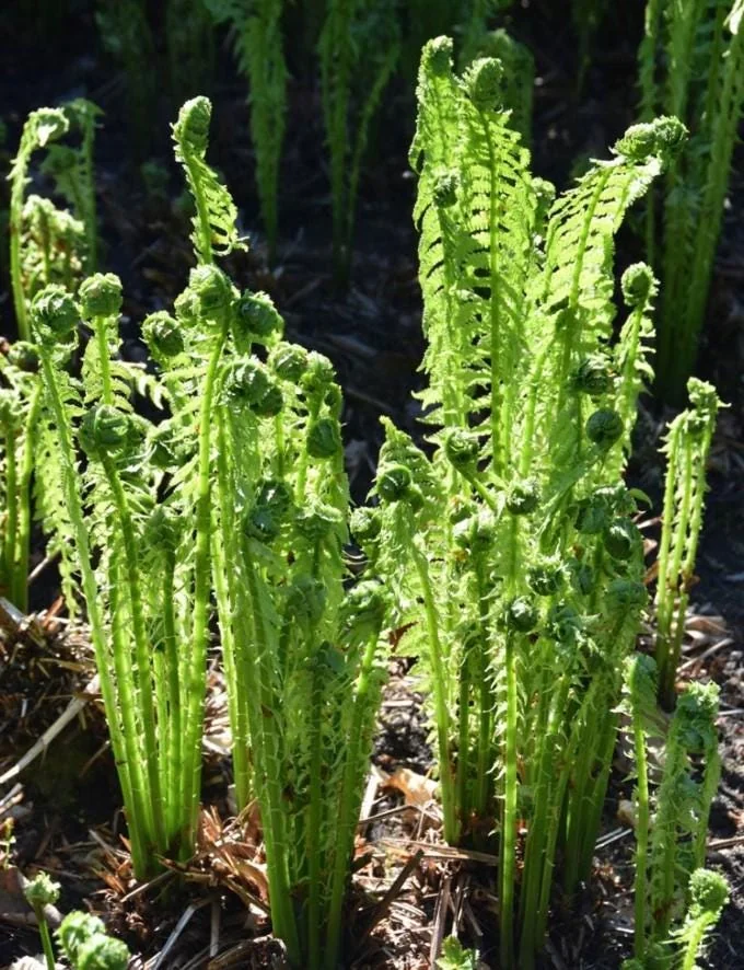 20 Ostrich-Glade Fern Rhizomes - Deciduous Perennial Fern for Shade Garden - Image 1