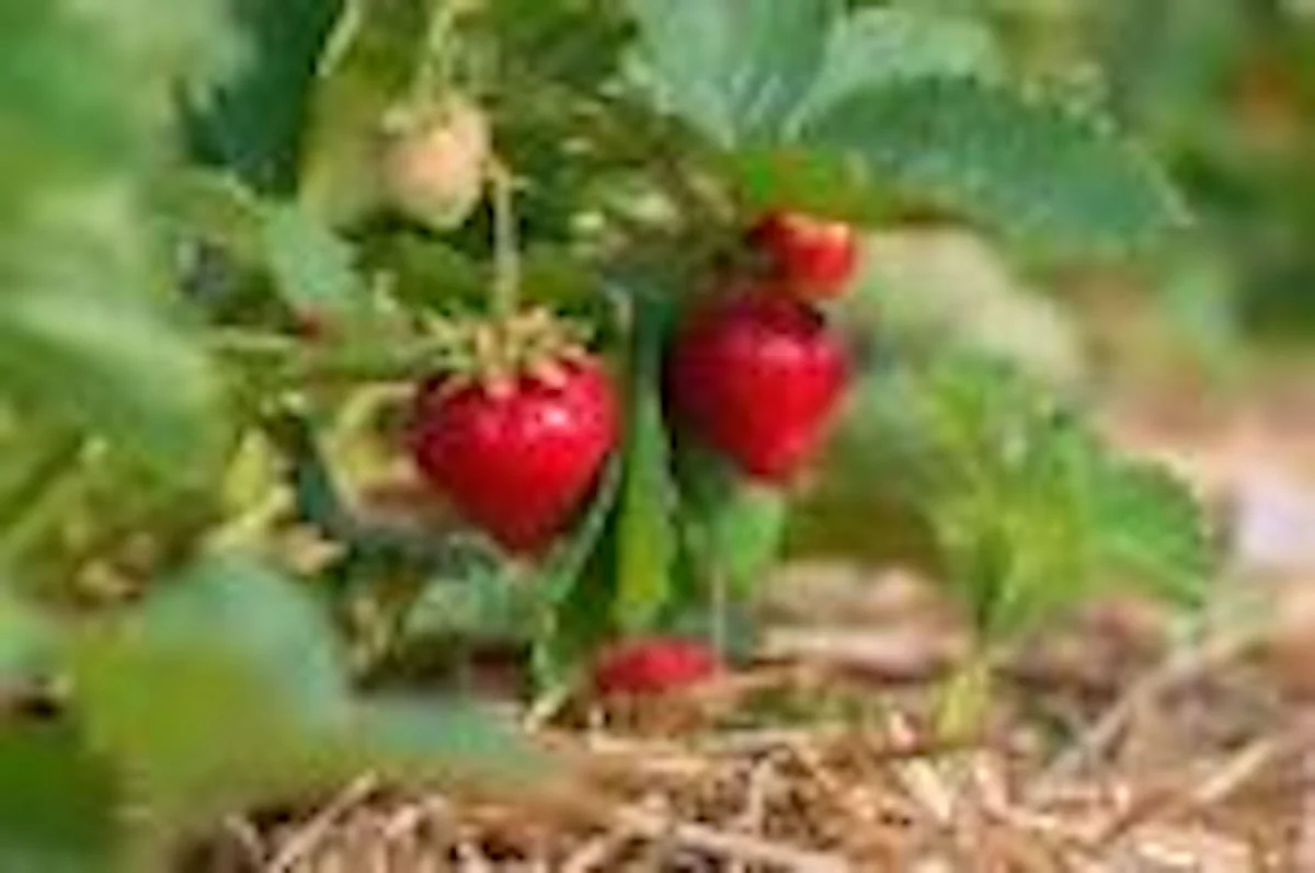 20 Ozark Beauty Everbearing Strawberry Plant - Bare Root Perennial Fruit - Image 1