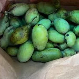 20 Pawpaw Tree Seeds - Organic Heirloom Asimina triloba Native Fruit Seeds, Stratified - Image 7