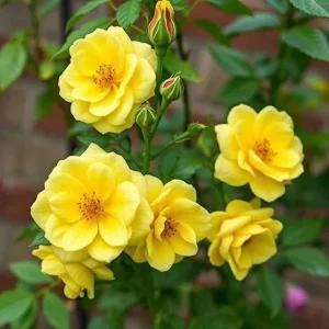 20 Pcs Yellow Climbing Rose Seeds - Rare Non-GMO Heirloom Variety Outdoor - Image 2