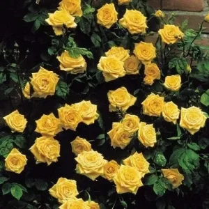 20 Pcs Yellow Climbing Rose Seeds - Rare Non-GMO Heirloom Variety Outdoor - Image 4