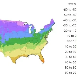 20 Pcs Yellow Climbing Rose Seeds - Rare Non-GMO Heirloom Variety Outdoor - Image 6