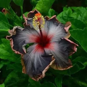 20 Perennial Hibiscus Seeds - Black, Pink & Purple Flower Blooms - Image 5