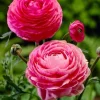 20 Pink Ranunculus Bulbs - Jumbo Size, Shade Tolerant, 10-12" Tall - Image 1