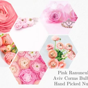 20 Pink Ranunculus Bulbs - Jumbo Size, Shade Tolerant, 10-12