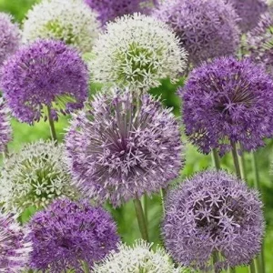 20 Purple Blend Allium Bulbs – Ornamental Flower Bulbs for Garden - Image 2
