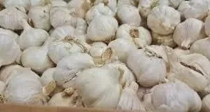 20 Purple Blend Allium Bulbs – Ornamental Flower Bulbs for Garden - Image 3