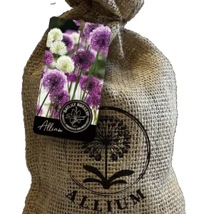 20 Purple Blend Allium Bulbs – Ornamental Flower Bulbs for Garden - Image 1