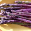 20 Purple Passion Asparagus Bare Roots - Asparagus officinalis - Perennial Vegetable - Image 1