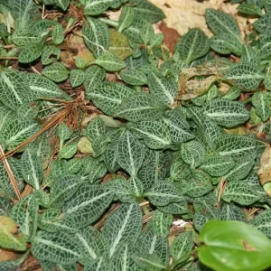 20 Rattlesnake Orchid Bulbs – Live Plant – Zones 4-8 – Full Sun to Partial Shade - Image 1