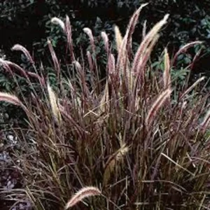 20 Red Fountain Grass Bare Root Plugs - Ornamental Plant, Fall Color - Image 1