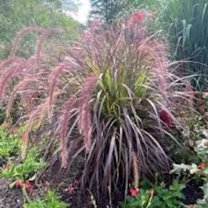 20 Red Fountain Grass Bare Root Plugs - Ornamental Plant, Fall Color - Image 4