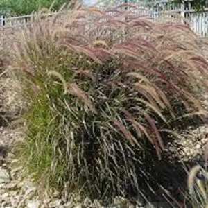 20 Red Fountain Grass Bare Root Plugs - Ornamental Plant, Fall Color - Image 5