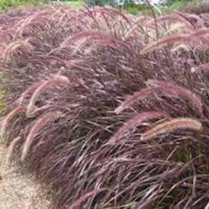 20 Red Fountain Grass Bare Root Plugs - Ornamental Plant, Fall Color - Image 8