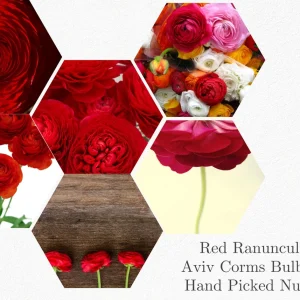 20 Red Ranunculus Bulbs - Jumbo Size for Garden & Cut Flowers - Image 5