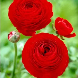 20 Red Ranunculus Bulbs - Jumbo Size for Garden & Cut Flowers - Image 6