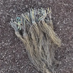 20 Seascape Strawberry Bare Roots - Everbearing Fragaria ananassa, USDA Zones 4-8 - Image 4