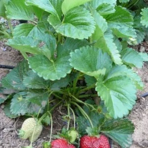 20 Sequoia Strawberry Bare Roots - Sweet & High-Yielding Fruit Plants - Image 3