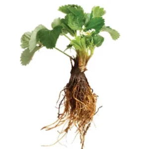 20 Sequoia Strawberry Bare Roots - Sweet & High-Yielding Fruit Plants - Image 8