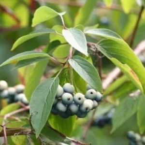 20 Silky Dogwood Bare Root Seedlings 1-2 ft Tall - Wildlife Shrub Outdoor Plant - Image 1