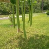 20 Snake Gourd Seeds - Lagenaria siceraria Bottle Gourd Seeds for Gardening - Image 1
