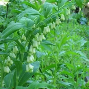 20 Solomon's Seal Bare Root Plants - Organic Polygonatum Biflorum - Image 6