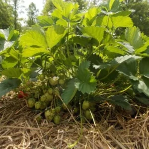 20 Sparkle Strawberry Bare Roots - Cold-Hardy, Sweet Berries for USDA Zones 3-8 - Image 6